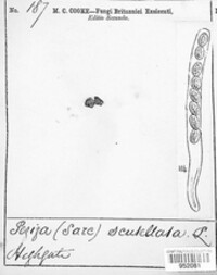 Scutellinia scutellata image